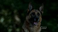 Click to watch 'All Dogs Go to Heaven ' (popup) Supernatural